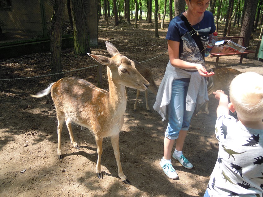 przedszkolaki w zoo 