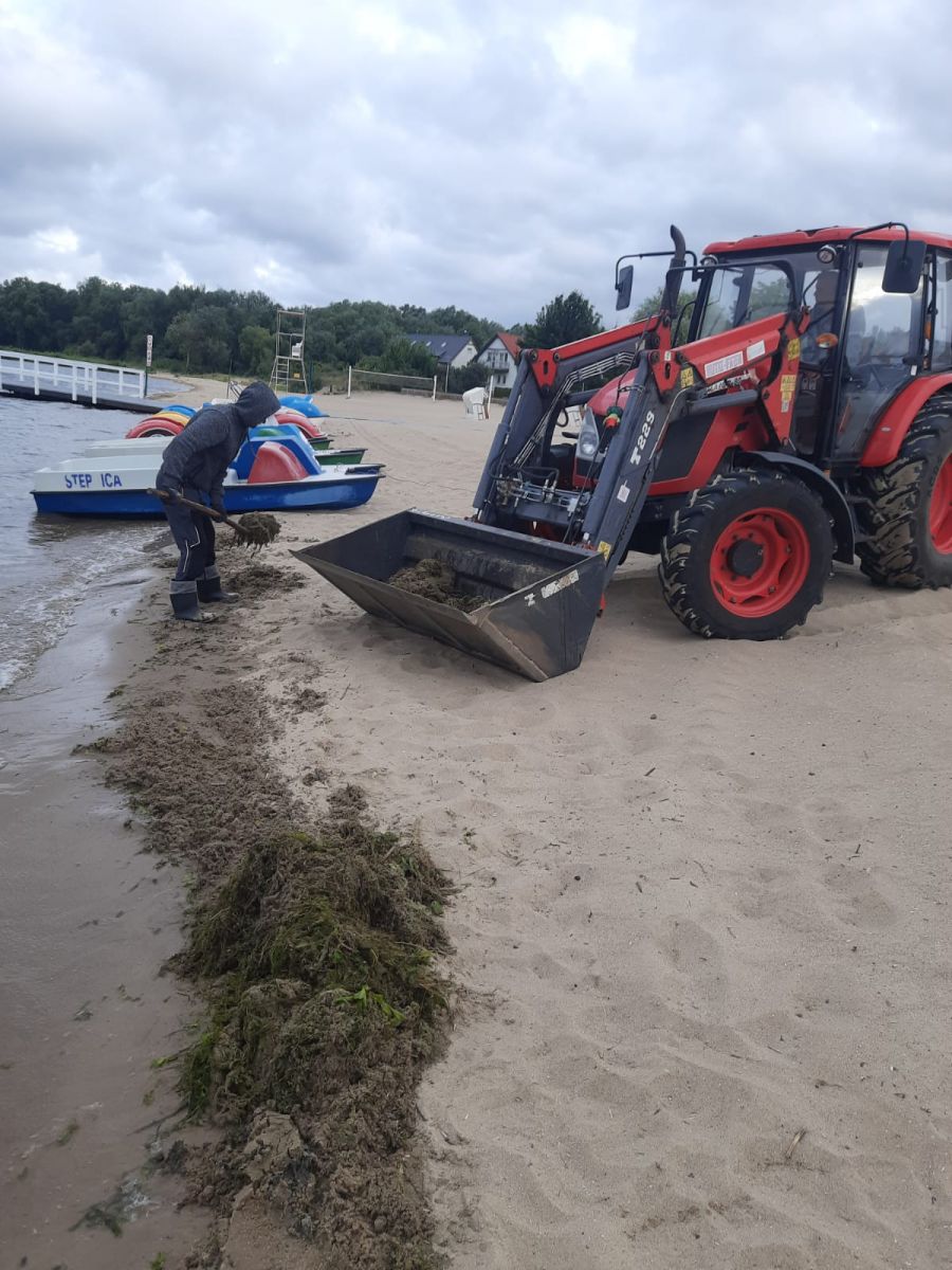 usuwanie wodorostów na plaży przez pracowników urzędu