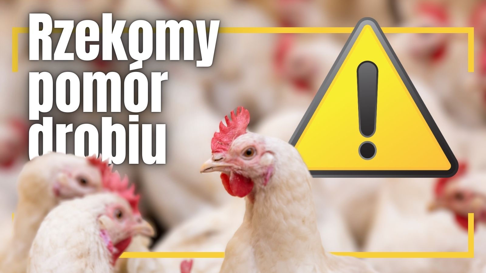 pomór drobiu 